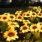 🌻 Realistisch & Wetterfest | Solar-Sonnenblume 2026 Bestseller | IP65 Outdoor-Dekoration