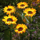 🌻 Realistisch & Wetterfest | Solar-Sonnenblume 2026 Bestseller | IP65 Outdoor-Dekoration