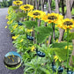 🌻 Realistisch & Wetterfest | Solar-Sonnenblume 2026 Bestseller | IP65 Outdoor-Dekoration